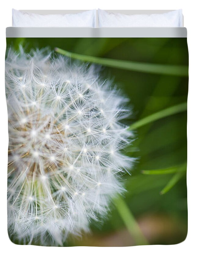 Dandelion Duvet Cover featuring the photograph Dandelion in the grass by Matt McDonald