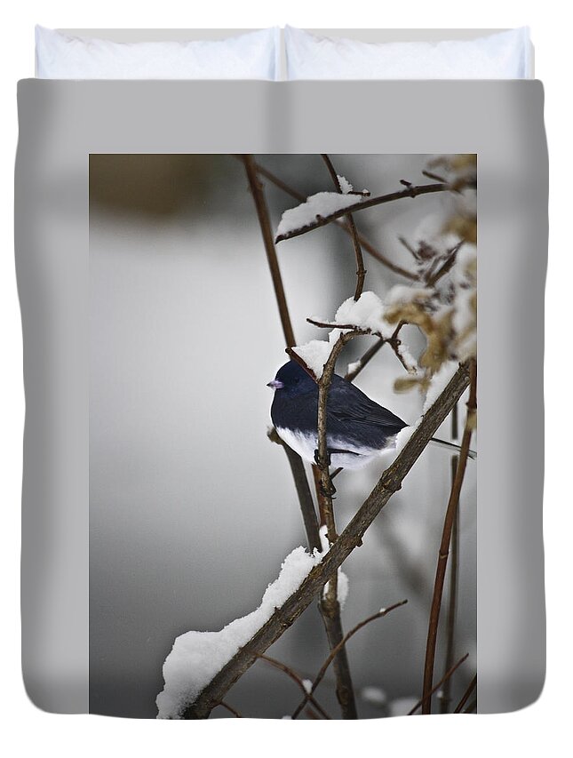 Junco Duvet Cover featuring the photograph Dark-eyed Junco by Teresa Mucha