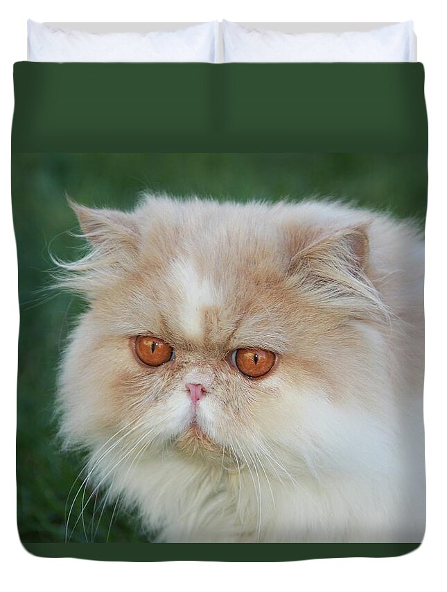 Cat Duvet Cover featuring the painting Dauphin 2 by Robert SORENSEN