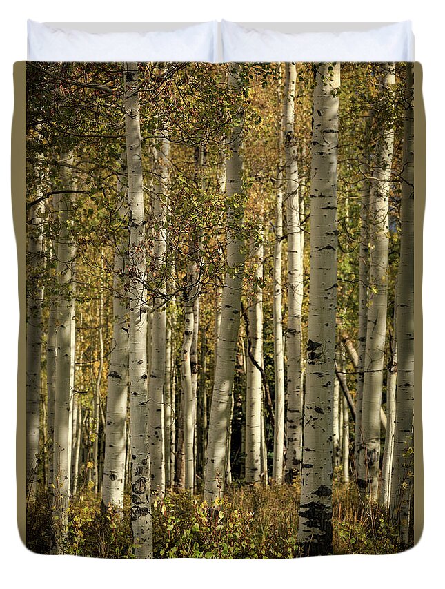 Aspen Duvet Cover featuring the photograph Deep In The Aspen Forest by Doug Sturgess