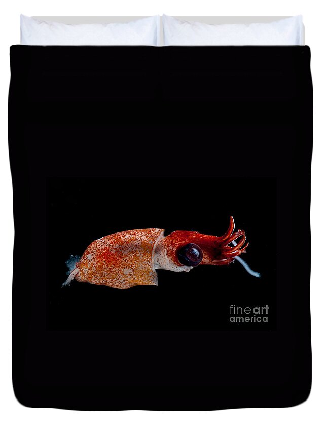 Bathyteuthidae Duvet Cover featuring the photograph Deepsea Squid by Dant Fenolio