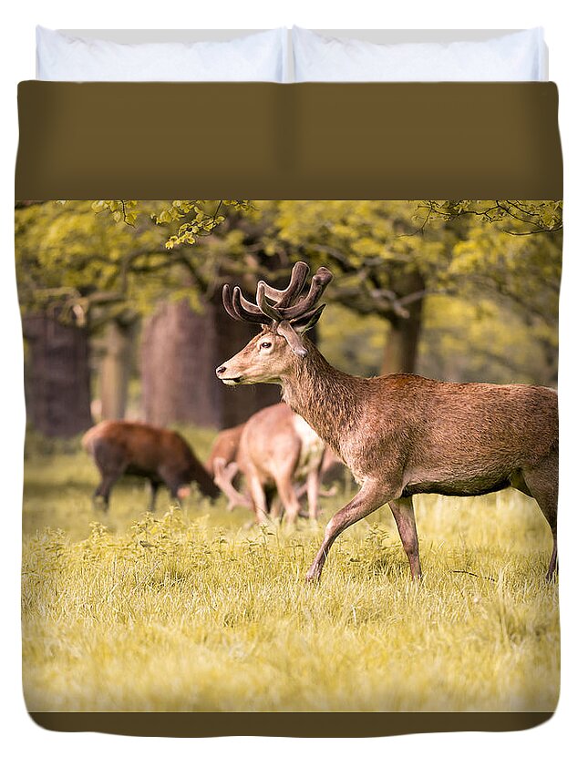 Park Duvet Cover featuring the photograph Deer Walking by Matt Malloy