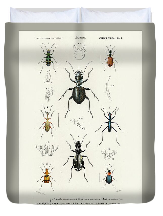 Tricondyla Aptera Duvet Cover featuring the painting Different illustrated types of beetles by Vincent Monozlay