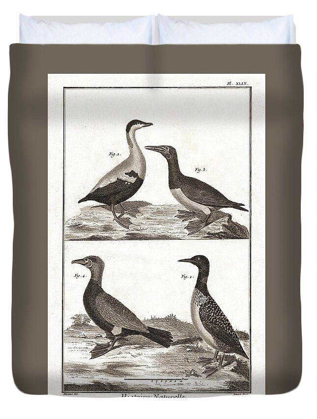 Bird Duvet Cover featuring the digital art Diving Birds, Loons, Sea Ducks - Antique Engraving by Antique Images