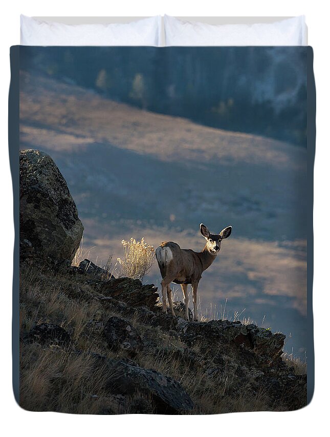 Mark Miller Photos Duvet Cover featuring the photograph Doe in Dramatic Light by Mark Miller