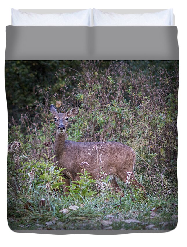 Bordeleau Duvet Cover featuring the photograph Doe in the Weeds by Chris Bordeleau