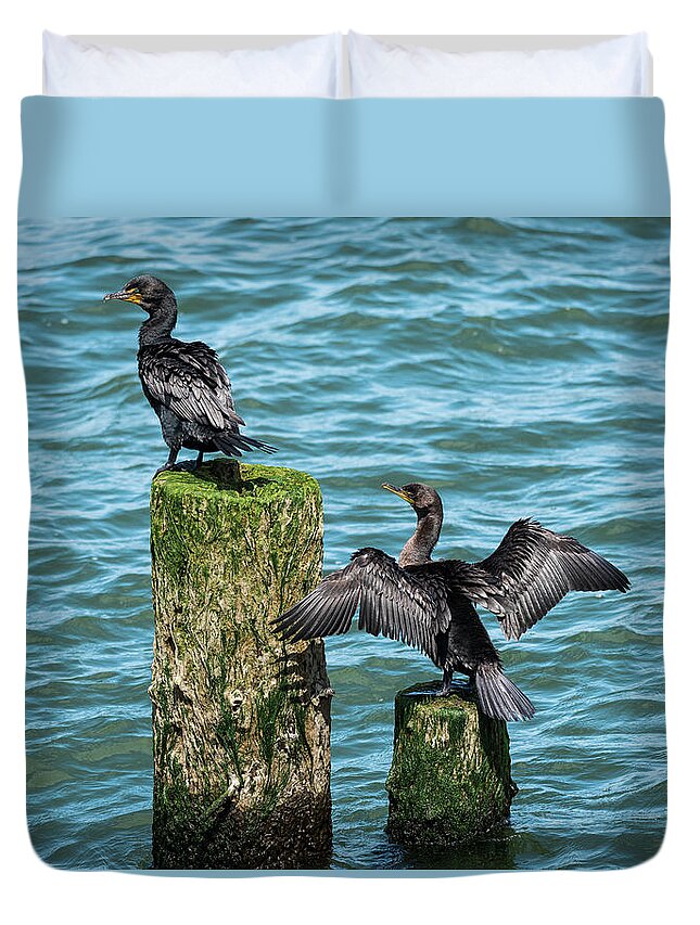 Adult Bird Duvet Cover featuring the photograph Double-crested Cormorants by Robert Potts