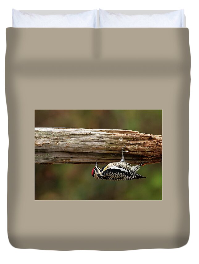 Bird Duvet Cover featuring the photograph Hairy Woodpecker by Daniel Reed