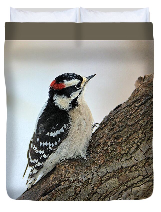 Outdoors Duvet Cover featuring the photograph Downy Woodpecker by William Stewart