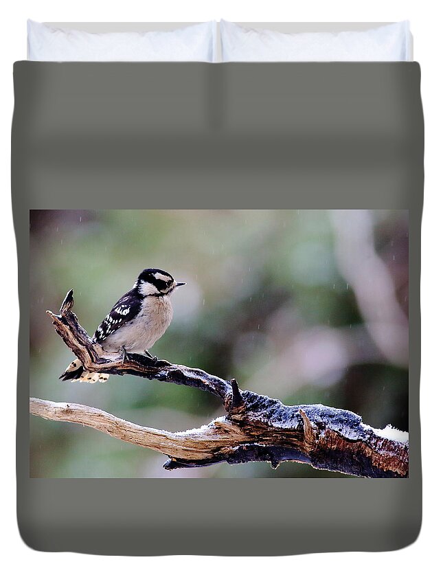 Downy Woodpecker Duvet Cover featuring the photograph Downy Woodpecker With Snow by Daniel Reed