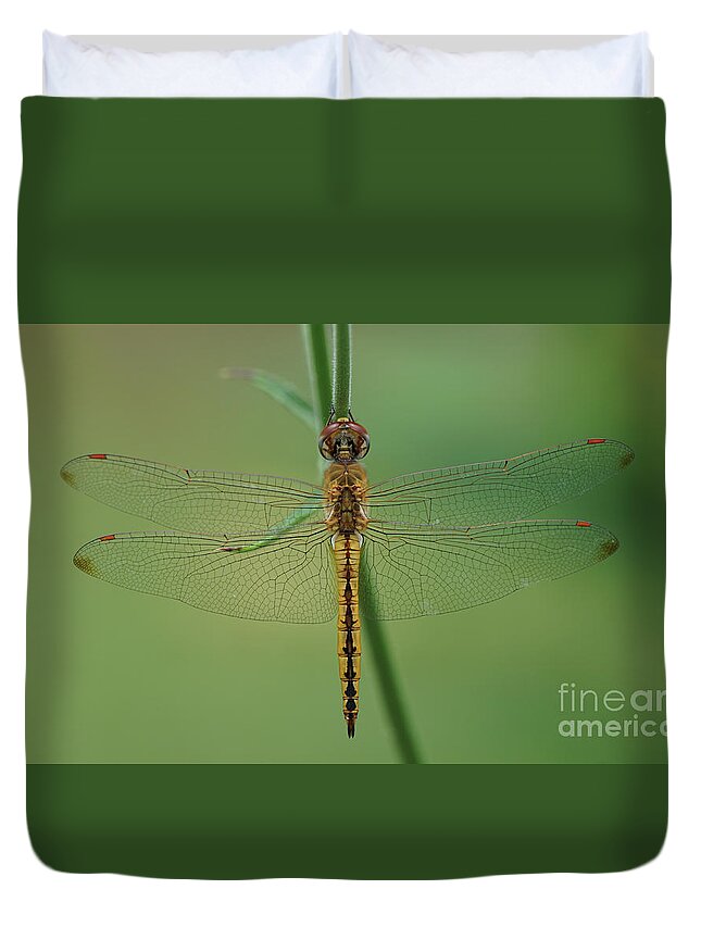 Dragonfly Duvet Cover featuring the photograph Dragonfly Gold by Robert E Alter Reflections of Infinity