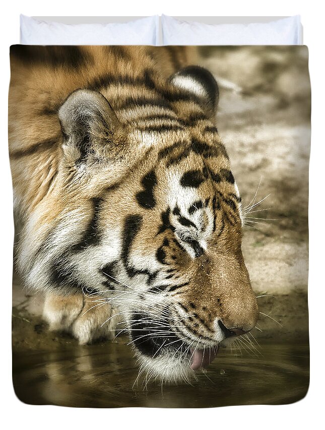 Tiger Duvet Cover featuring the photograph Drinking Tiger by Chris Boulton