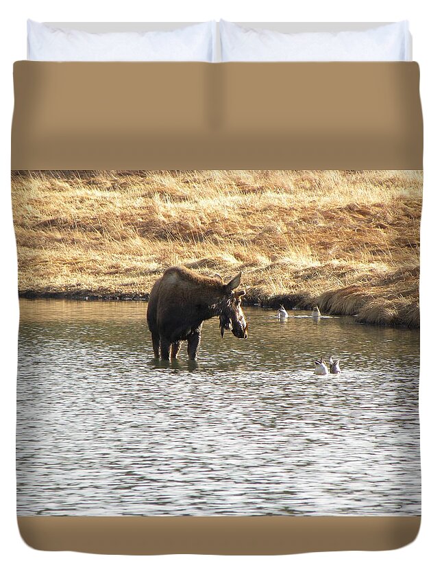Animal Duvet Cover featuring the photograph Ducks - Moose Rollinsville CO by Margarethe Binkley