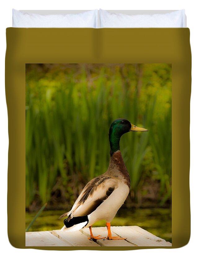 Jay Stockhaus Duvet Cover featuring the photograph Duck by Jay Stockhaus