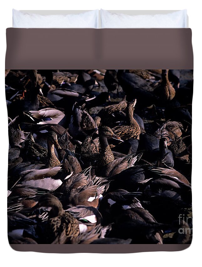 Natural World Duvet Cover featuring the photograph Ducks and Coots along Shoreline by Jim Corwin