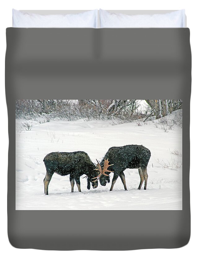 Duel Duvet Cover featuring the photograph Dueling Moose by Ted Keller