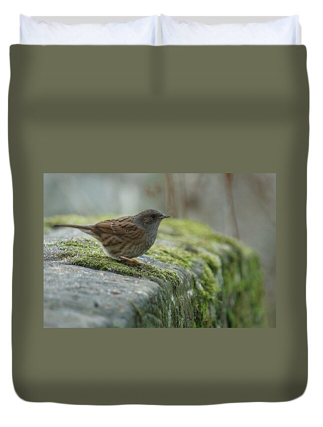 Bird Duvet Cover featuring the photograph Dunnock On Mossy Stone Wall by Adrian Wale
