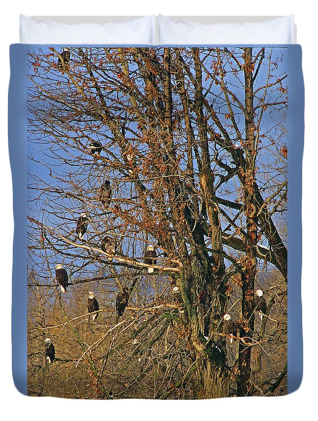 Eagle Duvet Cover featuring the photograph Eagles Eagles Eagles by Ted Keller