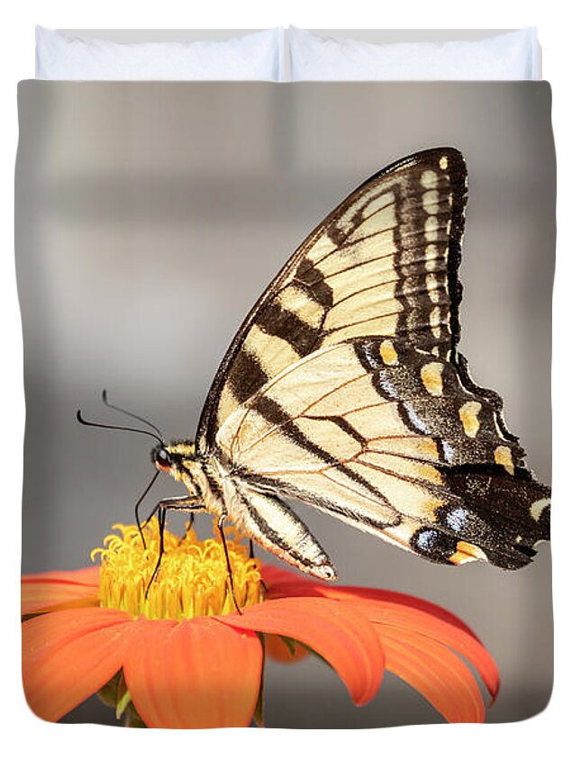 Eastern Tiger Swallowtail Duvet Cover featuring the photograph Eastern Tiger Swallowtail 2018-1 by Thomas Young