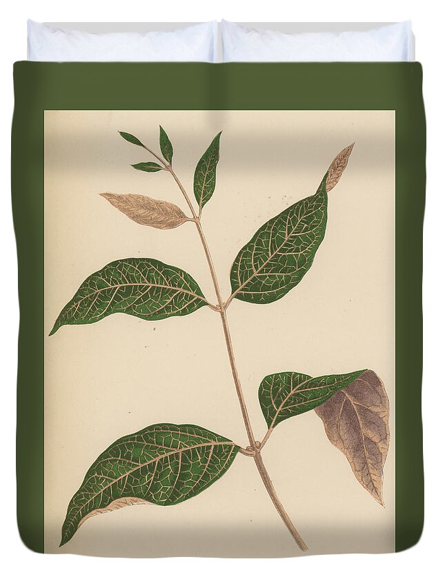 Leaf Duvet Cover featuring the painting Echites Nutans by English School