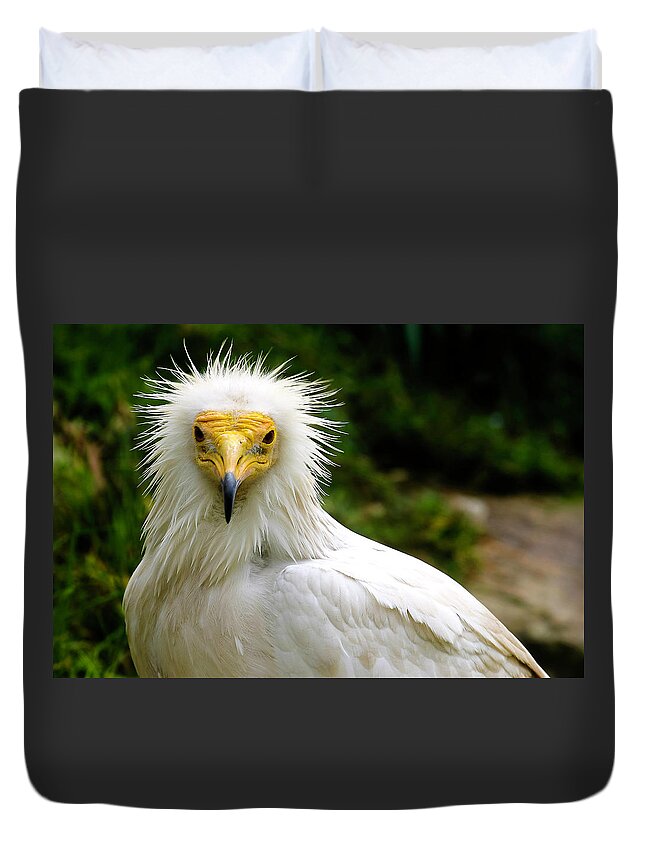 Vulture Duvet Cover featuring the photograph Egyptian Vulture by Anthony Jones