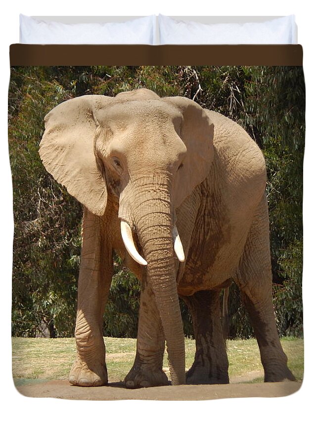 Photo Duvet Cover featuring the photograph Elephant by Chris Tarpening