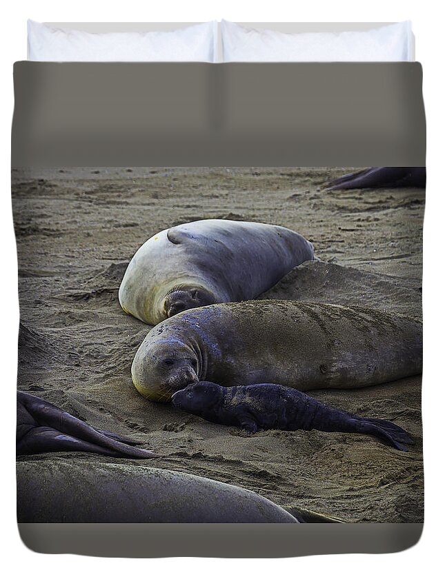 Elephant Duvet Cover featuring the photograph Elephant Seal Mom And Pup by Garry Gay