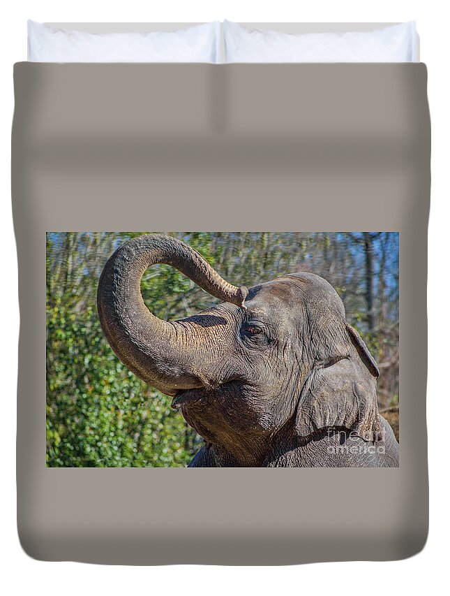 Elephant Duvet Cover featuring the photograph Elephant With Curled Trunk by Kimberly Blom-Roemer