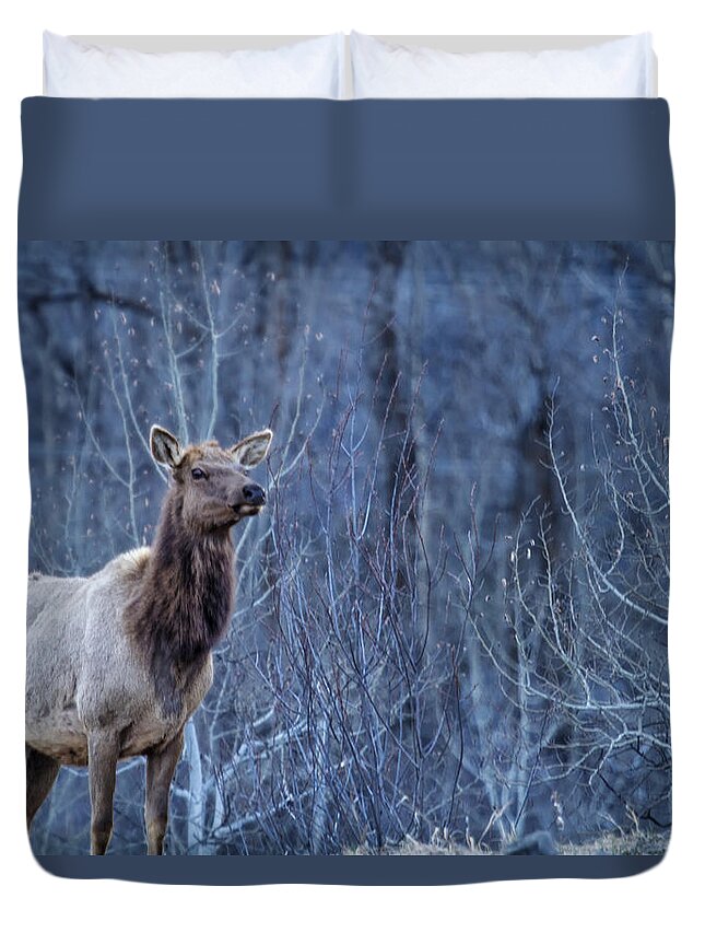 Elk Duvet Cover featuring the photograph Elk at Dusk by Belinda Greb