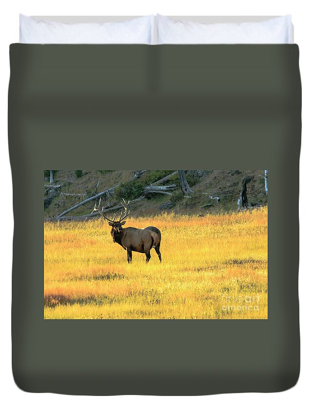 Elk Duvet Cover featuring the photograph Elk Buck Yellowstone by Ben Graham