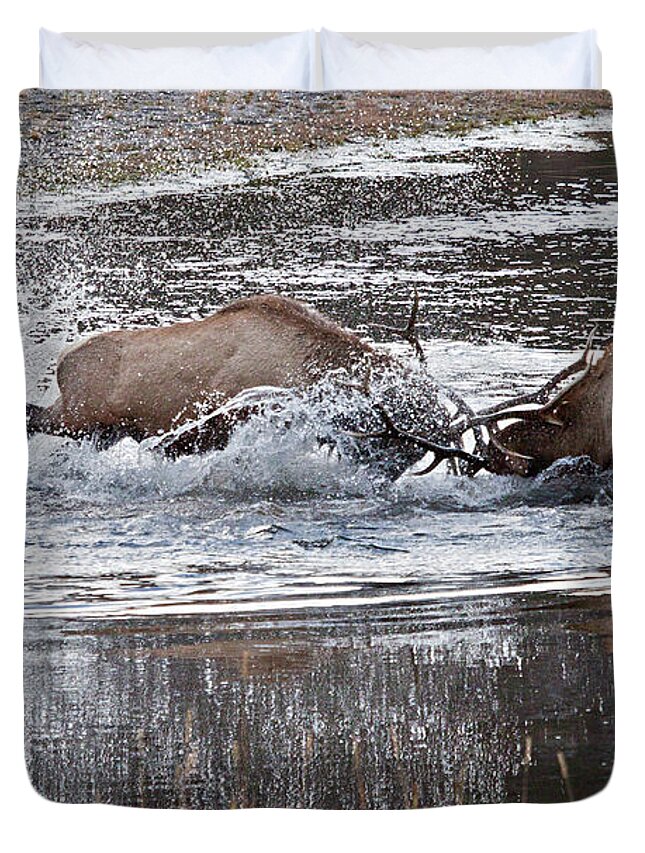 Elk Duvet Cover featuring the photograph Elk Fight by Wesley Aston