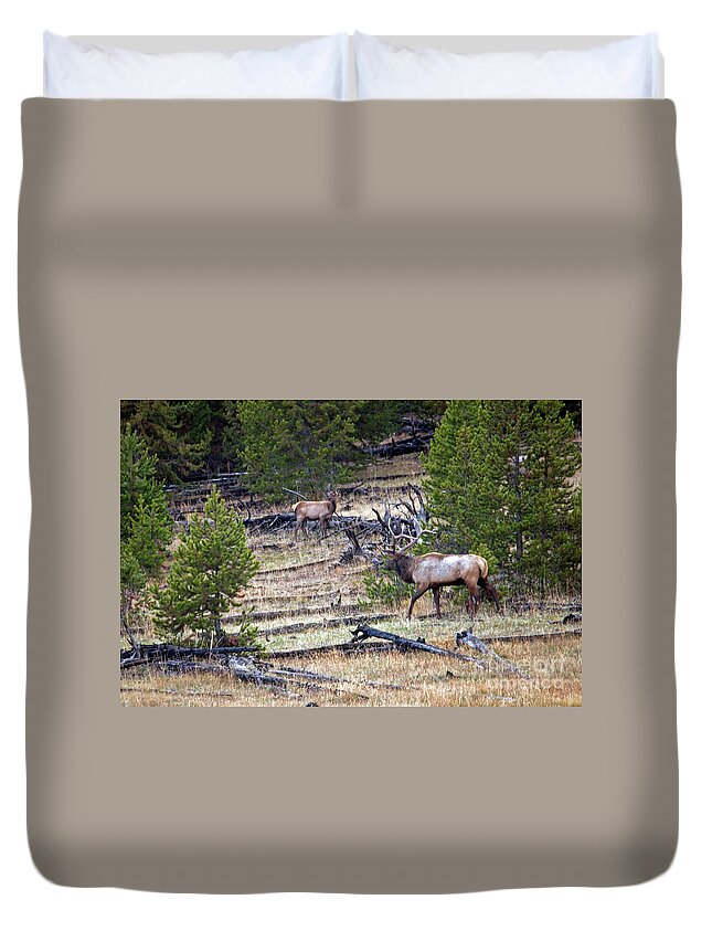 Elk Duvet Cover featuring the photograph Elk in Yellowstone by Cindy Murphy - NightVisions