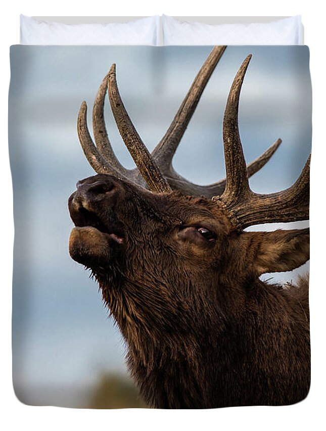 200-400mm 5dsr Duvet Cover featuring the photograph ELK's SCREEM by Edgars Erglis
