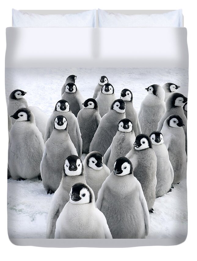 Mp Duvet Cover featuring the photograph Emperor Penguin Chicks by Jan Vermeer