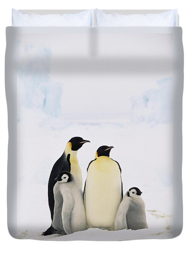 Mp Duvet Cover featuring the photograph Emperor Penguin Aptenodytes Forsteri by Konrad Wothe