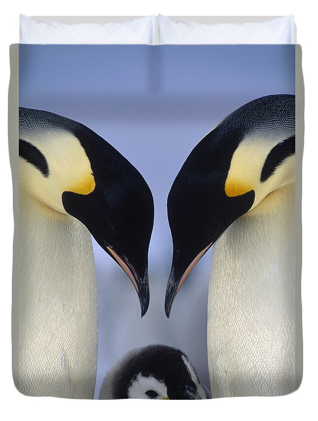 00140140 Duvet Cover featuring the photograph Emperor Penguin Family by Tui De Roy