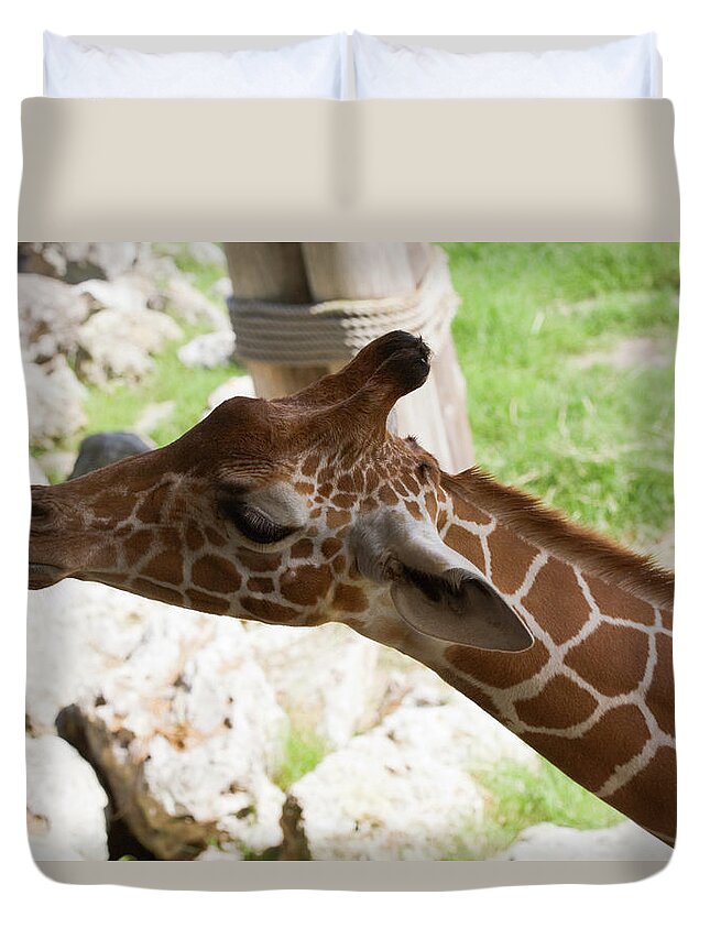 Giraffe Duvet Cover featuring the photograph Enjoying a Snack by Diane Macdonald