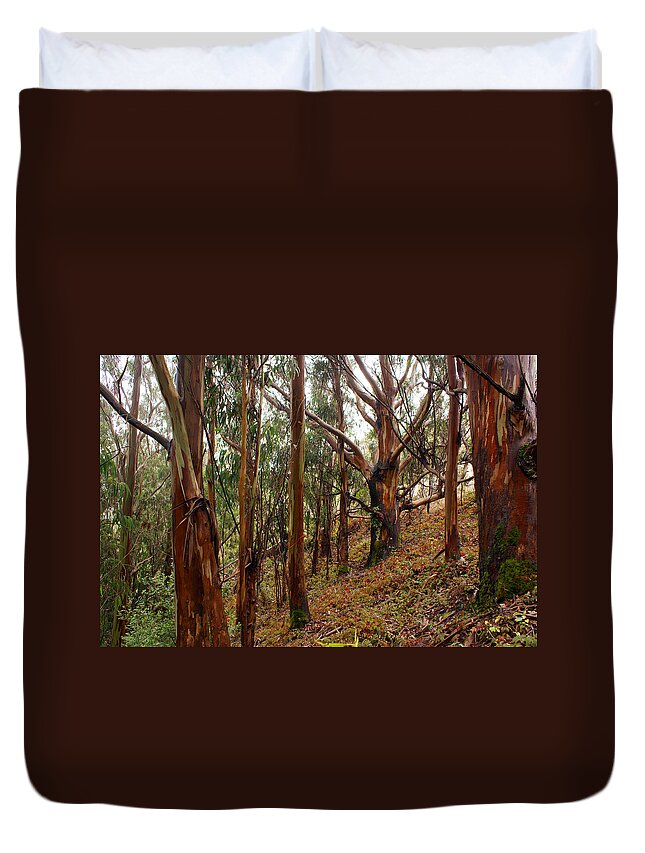 Forest Duvet Cover featuring the photograph Eucalyptus Grove in California by Ben Upham III