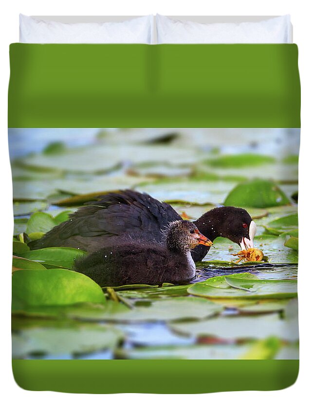 Coot Duvet Cover featuring the photograph Eurasian or common coot, fulicula atra, duck and duckling by Elenarts - Elena Duvernay photo