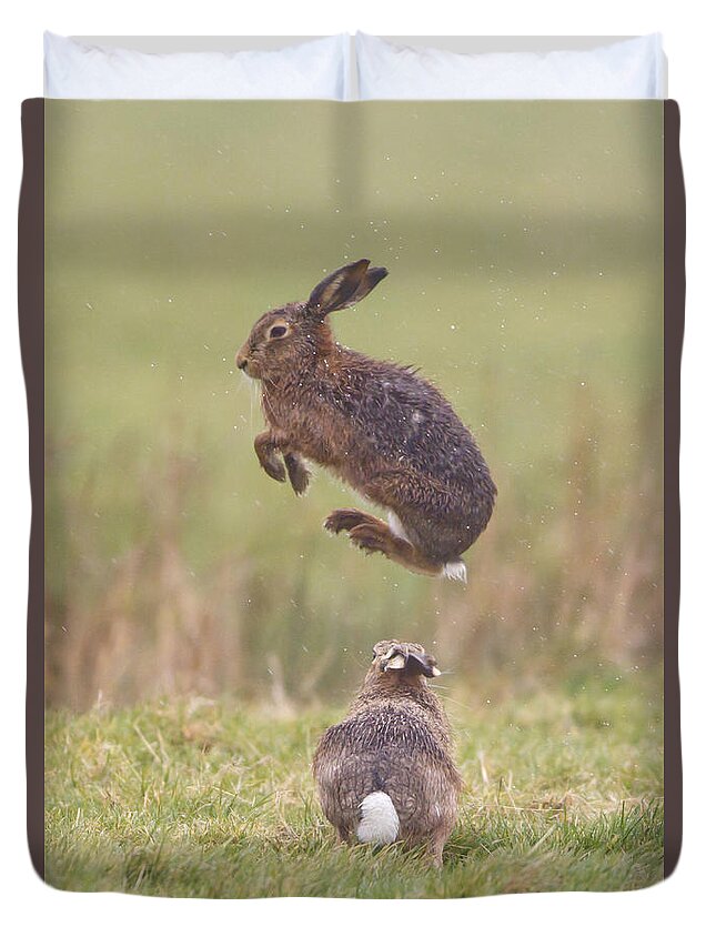 European Hares Duvet Cover featuring the photograph European Hares Boxing by Paul Sawer FLPA