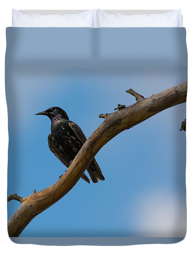 European Starling Duvet Cover featuring the photograph European Starlng by Holden The Moment