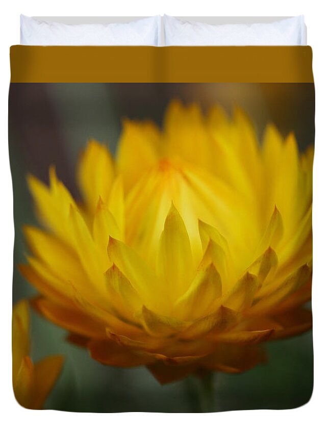 Strawflower Duvet Cover featuring the photograph Everlasting by Connie Handscomb