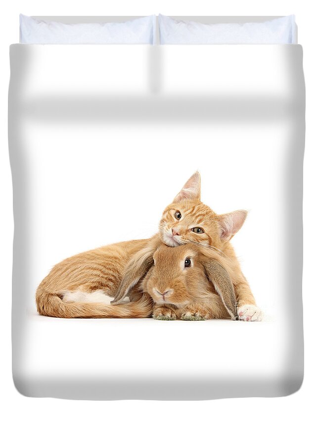 Sandy Lionhead Lop Duvet Cover featuring the photograph Everybody needs a Bunny for a Pillow by Warren Photographic