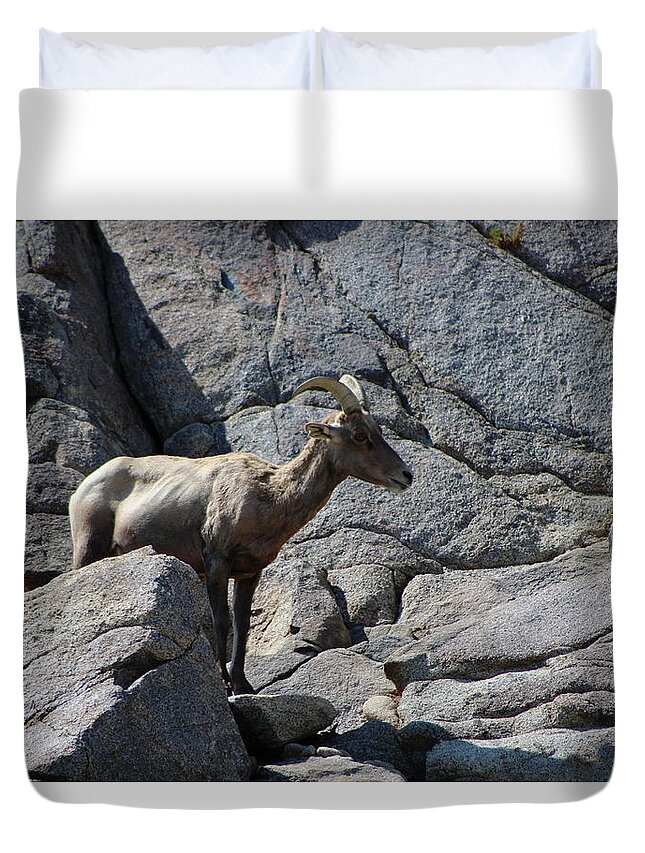 Bighorn Sheep Lamb Duvet Cover featuring the photograph Ewe Bighorn Sheep by Colleen Cornelius
