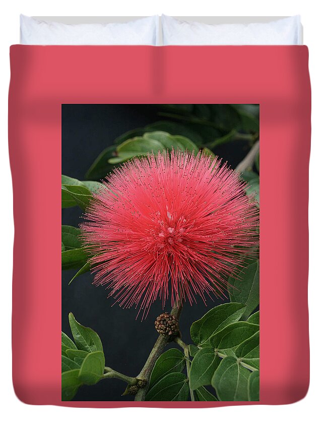 Fairy Duster Duvet Cover featuring the photograph Fairy Duster by Tammy Pool