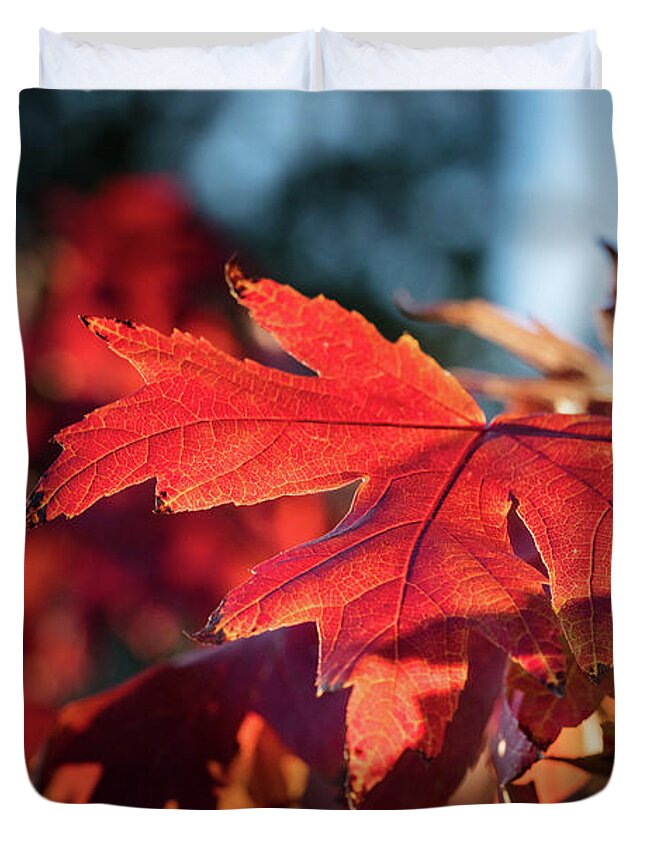 Scenic Duvet Cover featuring the photograph Fall Color 5528 23 by M K Miller