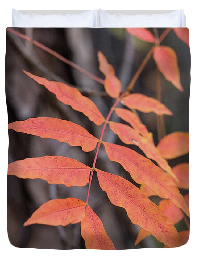 Scenic Duvet Cover featuring the photograph Fall Color 5528 33 by M K Miller