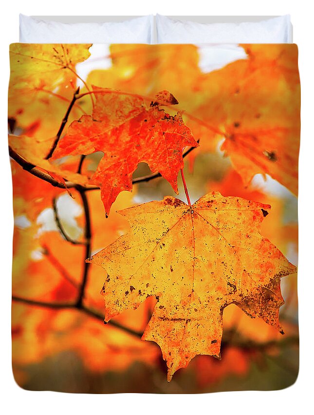Landscape Duvet Cover featuring the photograph Fall Maple Leaf by Joe Shrader