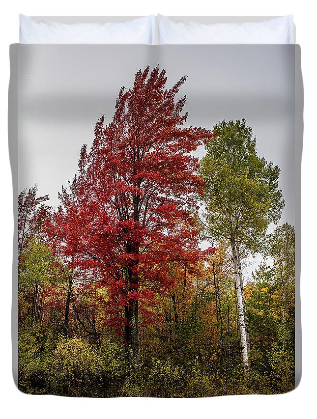 Fall Duvet Cover featuring the photograph Fall Maple by Paul Freidlund