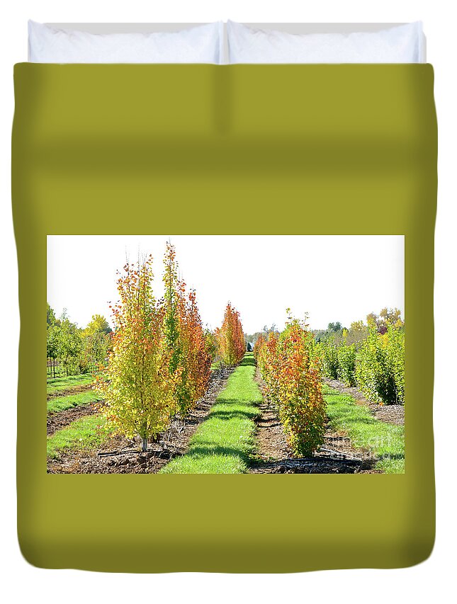 Fall Duvet Cover featuring the photograph Fall on the Tree Farm by Cindy Schneider